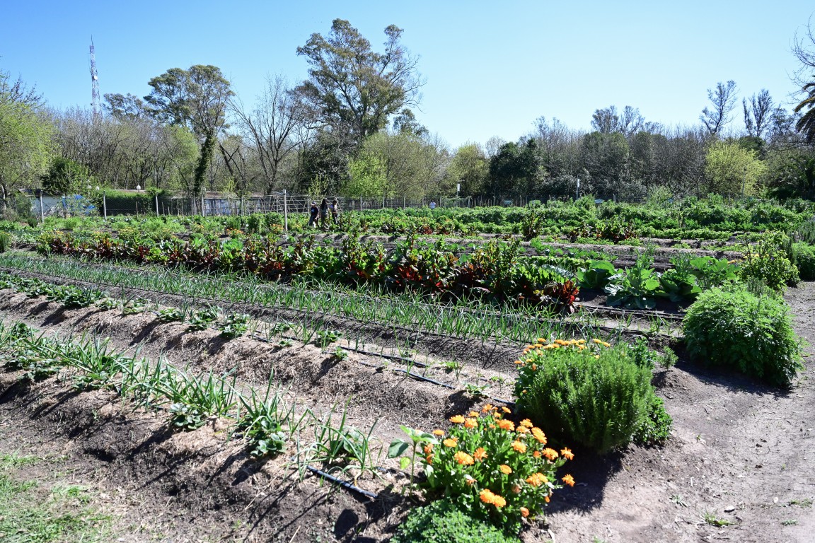Huertas Agroecológicas 4