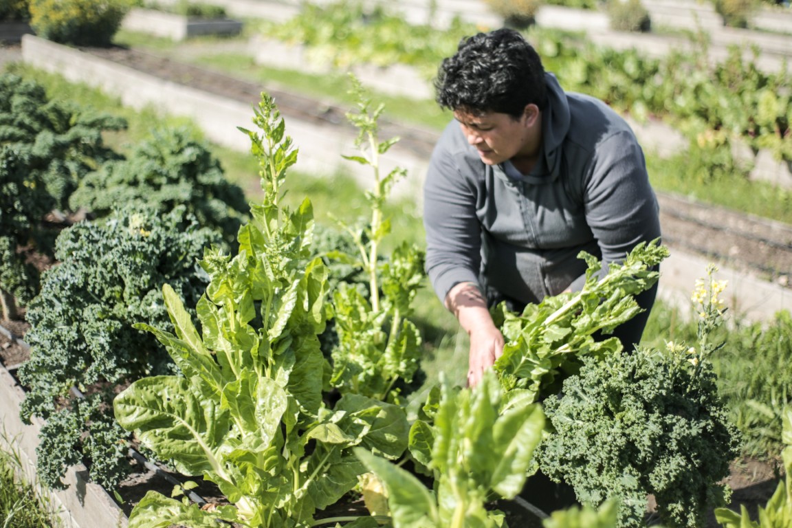 Huertas Agroecológicas 5