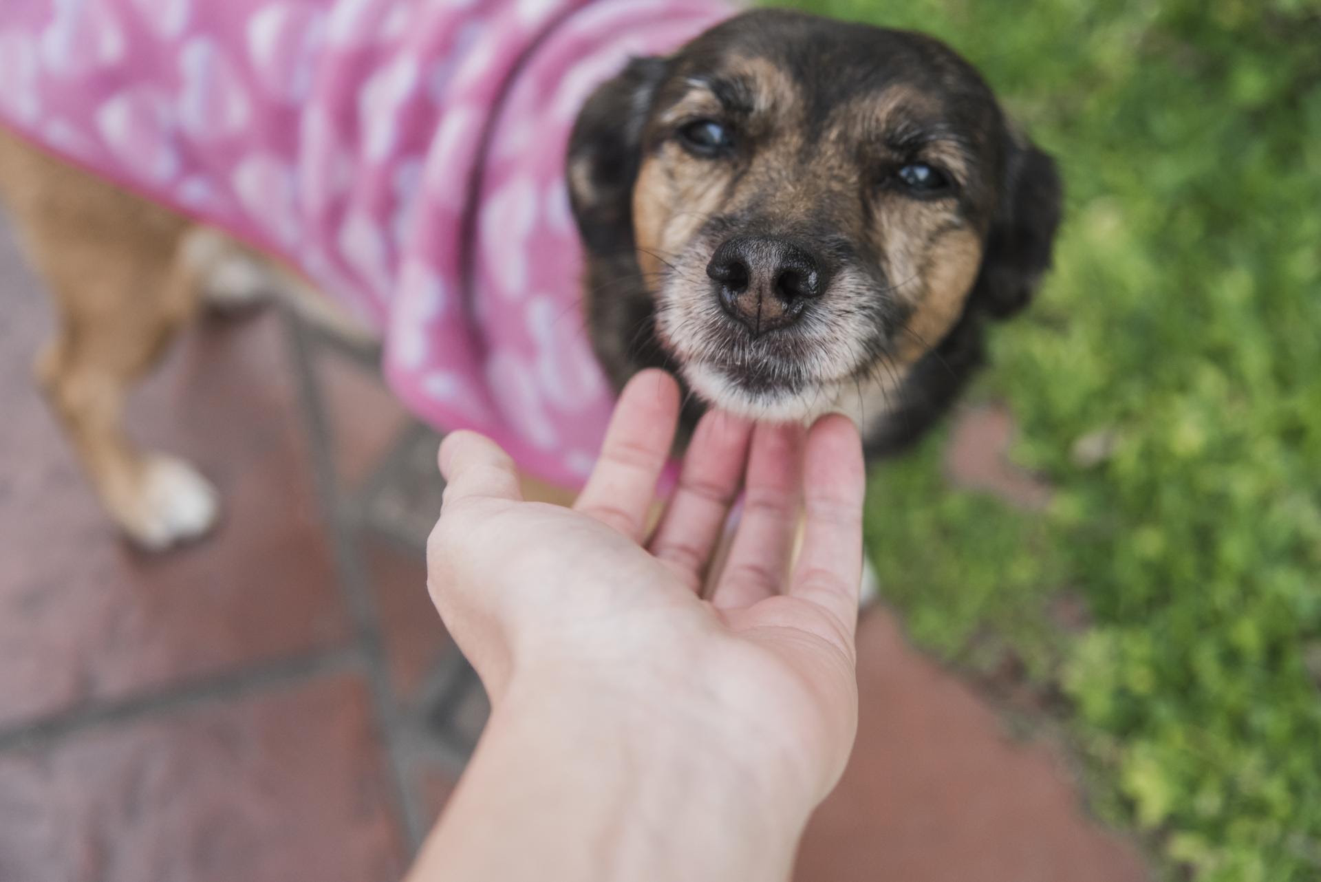 El Municipio brindará una charla sobre cómo actuar ante situaciones de maltrato animal